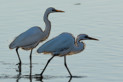 Snowy egrets on the San Diego River at sunset
